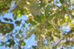 Homalium cochinchinense