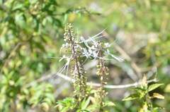 Orthosiphon aristatus