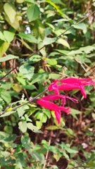 Salvia elegans