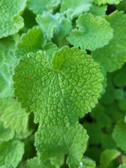 Pseudodictamnus hirsutus