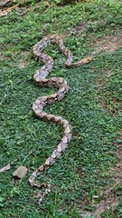 Malayopython reticulatus