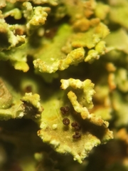 Cladonia caespiticia