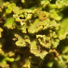 Cladonia caespiticia