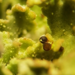 Cladonia caespiticia