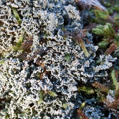 Cladonia caespiticia