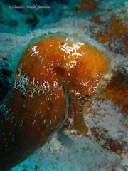 Hippocampus reidi