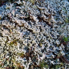 Cladonia caespiticia