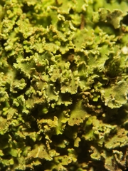 Cladonia caespiticia