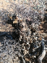 Tylecodon reticulatus
