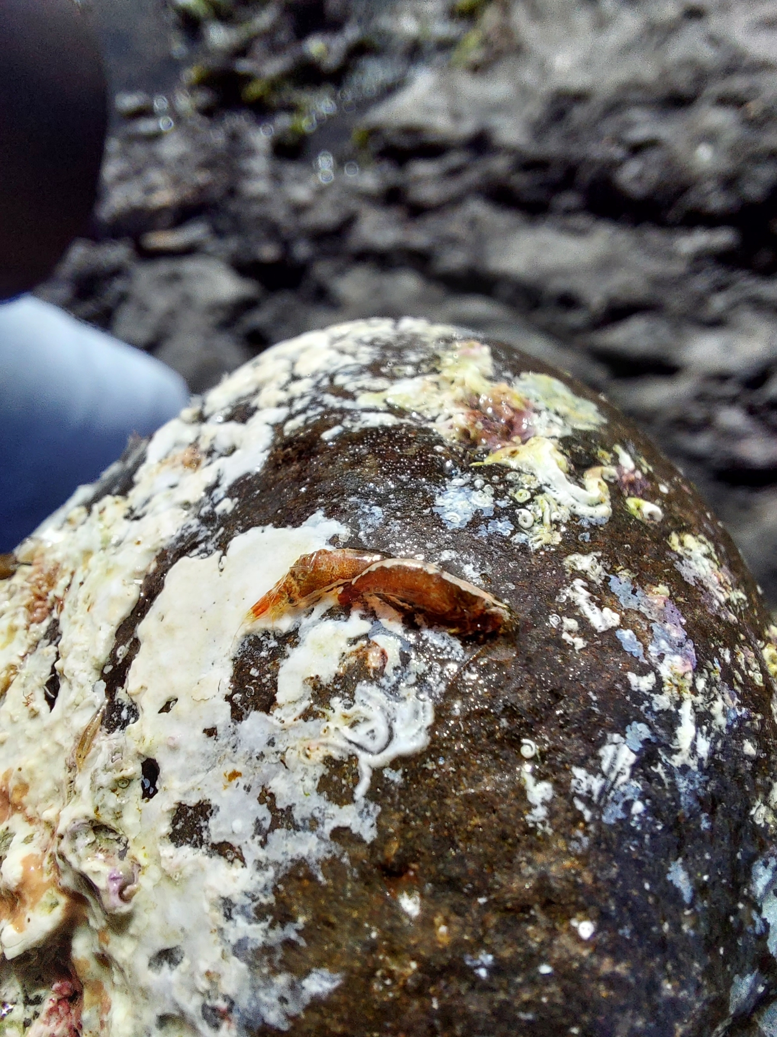 Athanas nitescens
