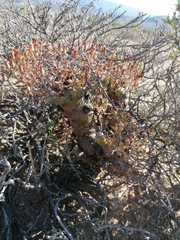 Tylecodon reticulatus