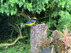 Anisognathus somptuosus