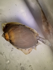 Volutharpa perryi