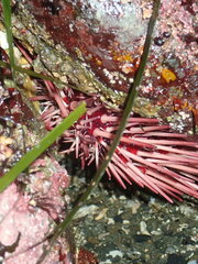 Mesocentrotus franciscanus