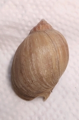 Volutharpa perryi