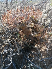 Tylecodon reticulatus
