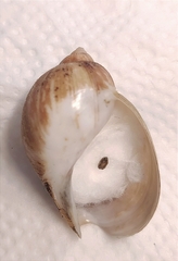 Volutharpa perryi