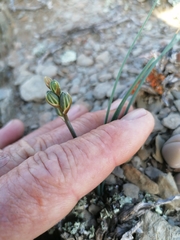 Albuca suaveolens