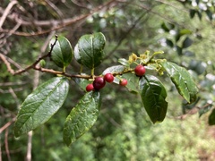 Rhamnus prinoides