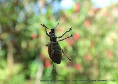 Mimographus