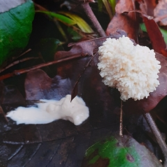 Didymium mucilago