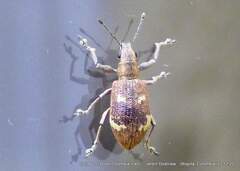 Mimographus