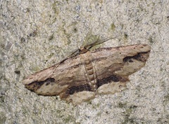 Menophra abruptaria