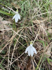 Caladenia picta