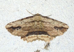 Menophra abruptaria