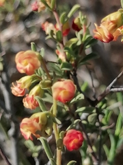 Hermannia diversistipula