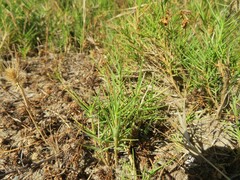 Distichlis distichophylla