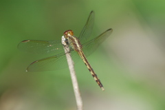 Erythrodiplax umbrata