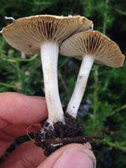 Psilocybe ovoideocystidiata