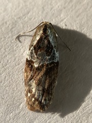 Acleris maculidorsana
