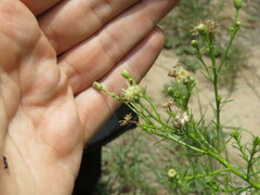 Baccharis ulicina