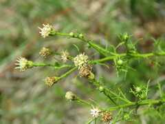 Baccharis ulicina