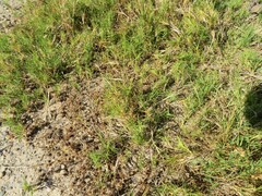 Distichlis distichophylla