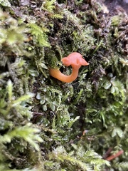 Agaricales