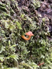 Agaricales