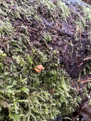 Agaricales