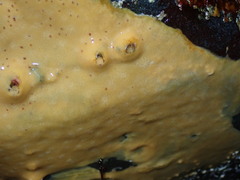 Halisarca sacra