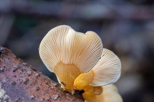 Geltonkotis skiautenėlis nuotrauka