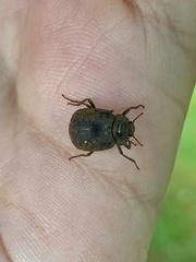 Coleoptera