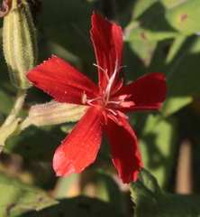 Silene regia