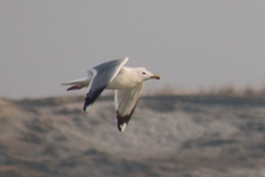 Larus fuscus