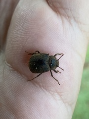 Coleoptera