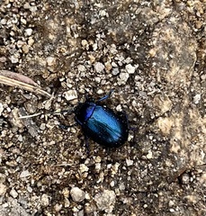 Chrysolina schaefferi