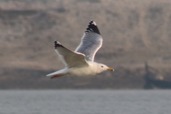 Larus fuscus