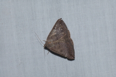 Blasticorhinus rivulosa