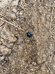 Chrysolina schaefferi
